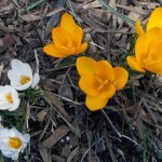 Crocuses
