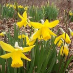 Daffodils