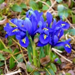 Iris