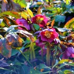Hellebores
